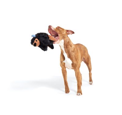 Image showing  Buffy the Buffalo Plush Dog Toy