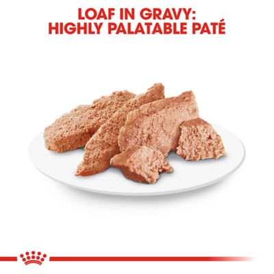 Image showing  Breed Health Nutrition Adult Chihuahua Loaf Pate in Sauce Wet Dog Food 3 oz., 6 pk.