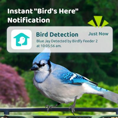 Image showing 8 th Birdfy 1.25 L Smart Bird Feeder 2, AI by Subscription + Solar