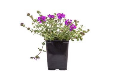 Image showing  2.5 qt. Verbena