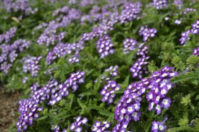 Image showing  2.5 qt. Verbena