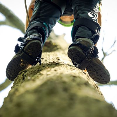 Image showing 6 th Notch Steel Climbers, Tree Gaffs