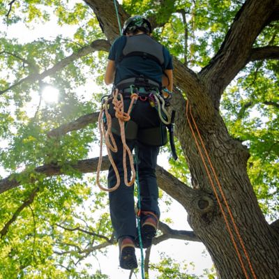 Image showing  Catalyst Harness