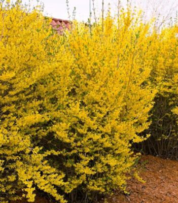 3 gal. Forsythia Lynwood Gold Shrub