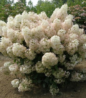 Proven Winners 3 gal. Hydrangea Bobo Shrub