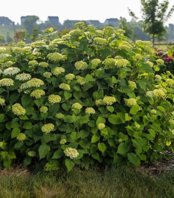 First Editions 3 gal. Hydrangea Flowerfull Shrub