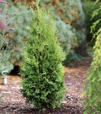 Bloomin' Easy 3 gal. Thuja Private Jet Shrub