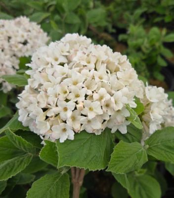 2 gal. Viburnum Spice Island Shrub
