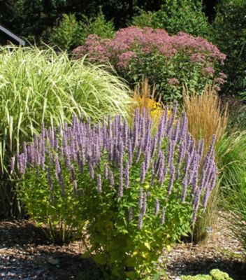 2 gal. Agastache Blue Fortune Perennial