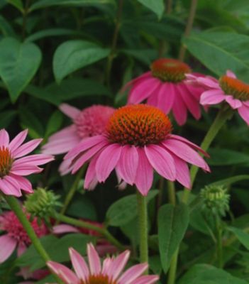 1 gal. Echinacea Pow Wow Wild Berry Perennial