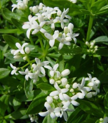 1 gal. Galium Sweet Woodruff Perennial