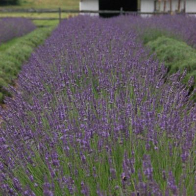 1 gal. Lavandula Phenomenal Perennial