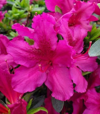 3 gal. Azalea Girards Fuschia Shrub