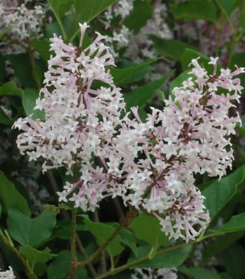 3 gal. Syringa Miss Kim Shrub