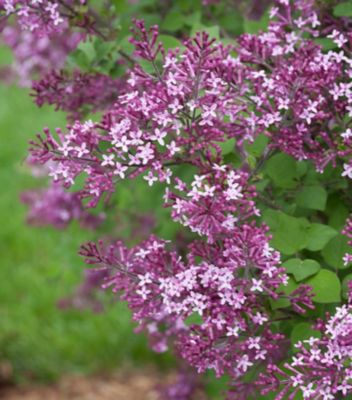 Proven Winners 2 gal. Syringa Bloomerang Shrub