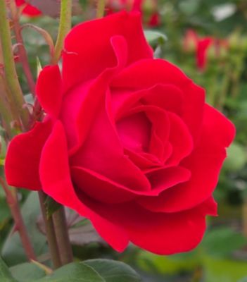 3 gal. Rose Double Red Shrub