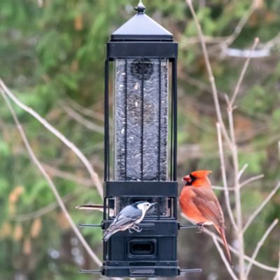 Image showing  3.2 qt. Metal Squirrel-Proof Advantage Cage Feeder, Black