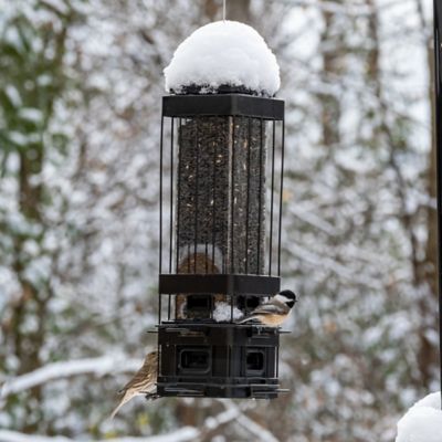 Image showing  3.2 qt. Metal Squirrel-Proof Advantage Cage Feeder, Black