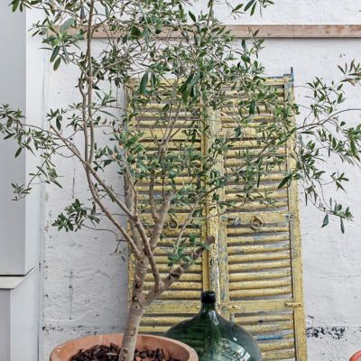 Image showing  4 in. Potted Olive Tree