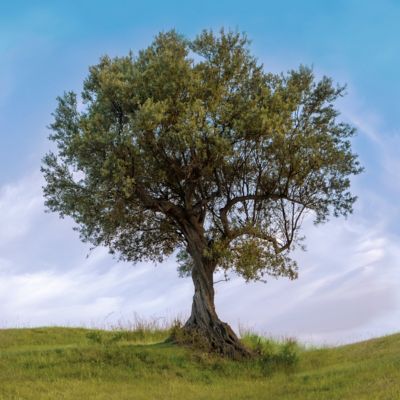 Image showing  4 in. Potted Olive Tree, 3 pc.