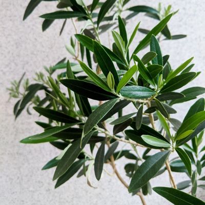 Image showing  4 in. Potted Olive Tree, 3 pc.