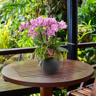 Image showing  5 in. Potted Pink Orchid Plant in Ceramic Container
