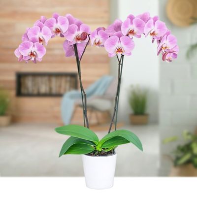 Image showing  5 in. Potted Pink Orchid Plant in Ceramic Container