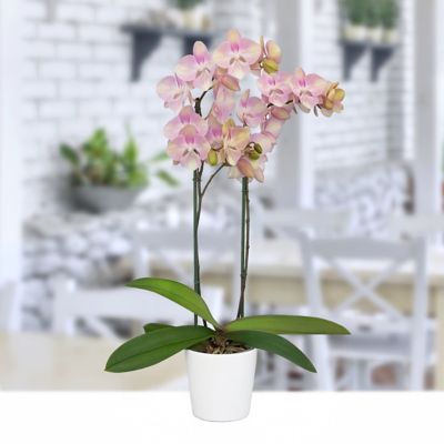 Image showing  5 in. Potted Pink Orchid Plant in Ceramic Container