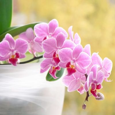 Image showing 5 th National Plant Network 5 in. Potted Pink Orchid Plant in Ceramic Container