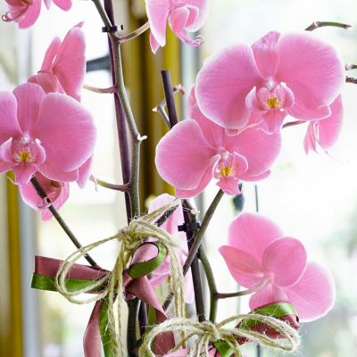 Image showing 6 th National Plant Network 5 in. Potted Pink Orchid Plant in Ceramic Container