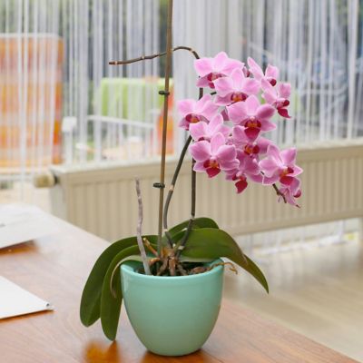 Image showing 7 th National Plant Network 5 in. Potted Pink Orchid Plant in Ceramic Container