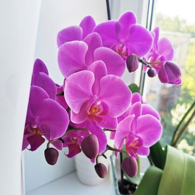 Image showing  5 in. Potted Purple Orchid Plant in Ceramic Container