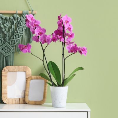 Image showing  5 in. Potted Purple Orchid Plant in Ceramic Container