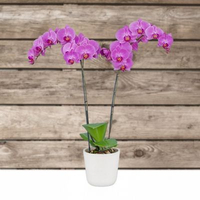 Image showing  5 in. Potted Purple Orchid Plant in Ceramic Container