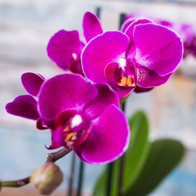 Image showing  5 in. Potted Purple Orchid Plant in Ceramic Container