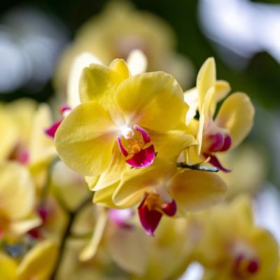 Image showing  5 in. Potted Yellow Orchid Plant in Ceramic Container