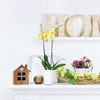 Image showing  5 in. Potted Yellow Orchid Plant in Ceramic Container