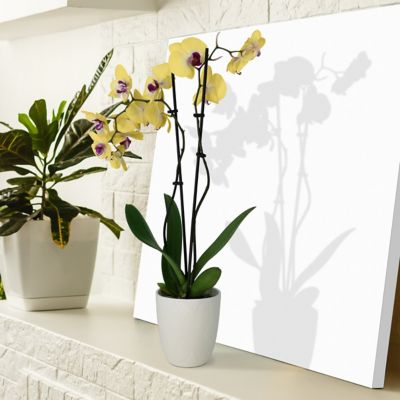 Image showing 5 th National Plant Network 5 in. Potted Yellow Orchid Plant in Ceramic Container