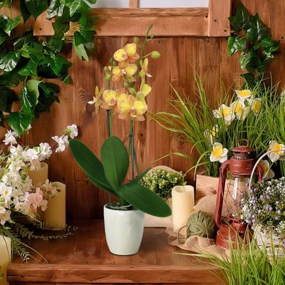 Image showing 6 th National Plant Network 5 in. Potted Yellow Orchid Plant in Ceramic Container