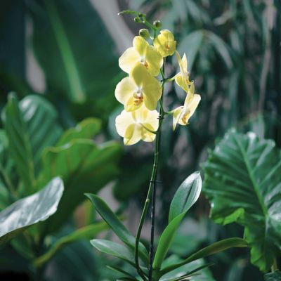 Image showing 7 th National Plant Network 5 in. Potted Yellow Orchid Plant in Ceramic Container