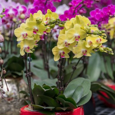 Image showing 8 th National Plant Network 5 in. Potted Yellow Orchid Plant in Ceramic Container