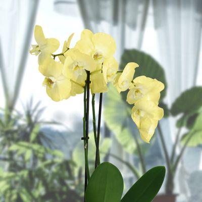 Image showing 9 th National Plant Network 5 in. Potted Yellow Orchid Plant in Ceramic Container