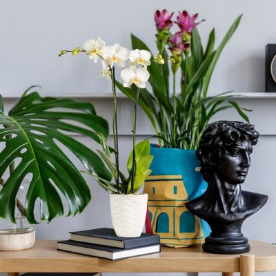 Image showing  5 in. Potted White Orchid Plant in Ceramic Container