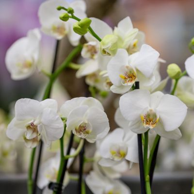 Image showing  5 in. Potted White Orchid Plant in Ceramic Container