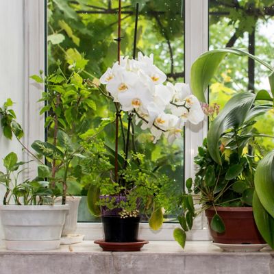 Image showing  5 in. Potted White Orchid Plant in Ceramic Container