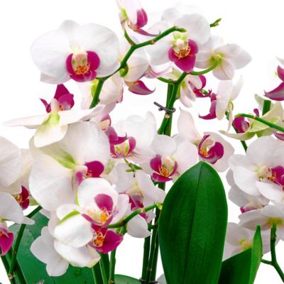Image showing  5 in. Potted White Orchid Plant in Ceramic Container