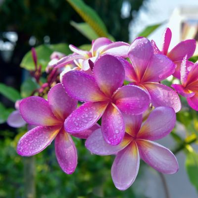 National Plant Network 1 gal. Plumeria Violet