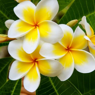 National Plant Network 1 gal. Plumeria Yellow Gold