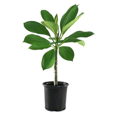 National Plant Network 1 gal. Plumeria White