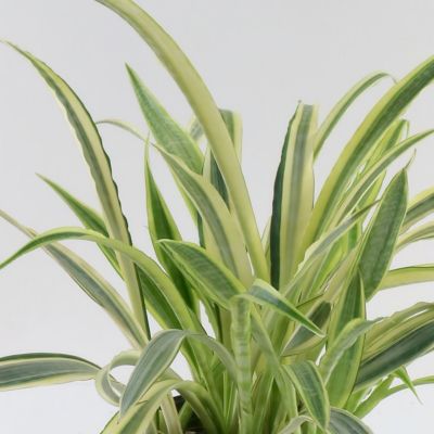National Plant Network 10 in. Snake Plant 'Lauren'